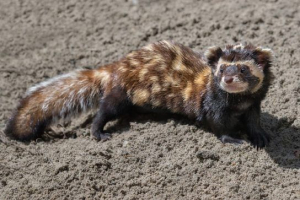 Тягнуть (могутність) Тягнуть (могутність)